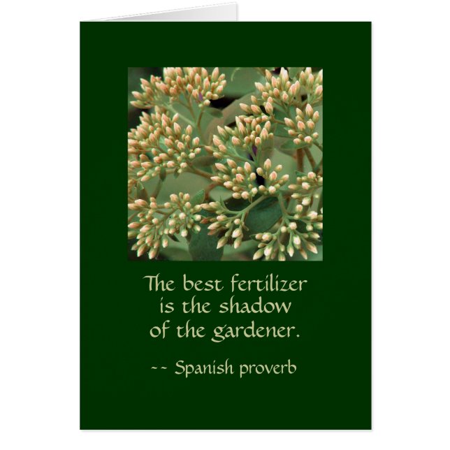 Der beste Schatten des Gärtners. GI BB (Vorne)