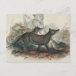 Der Beutelwolf von Joseph Wolf Postkarte
