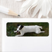 Der bezaubernde, energiegeladene Jack Russell (Insitu)