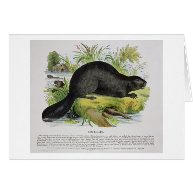 Der Biber, pädagogische Illustrations-Kneipe. (Vorderseite (Horizontal))
