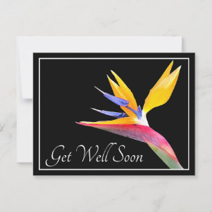 Der Bird of Paradise Black Background wird gut Postkarte