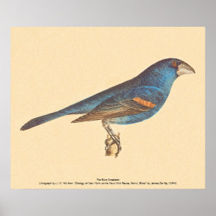 Der blaue Grosbeak, James De Kays New Yorker Vögel Poster