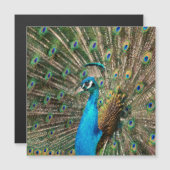 Der blaue Pfau Magnetkarte (Vorne/Hinten)
