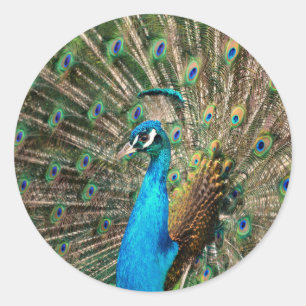 Der blaue Pfau Runder Aufkleber