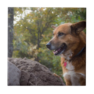 Der Blick der Loyalität Fliese