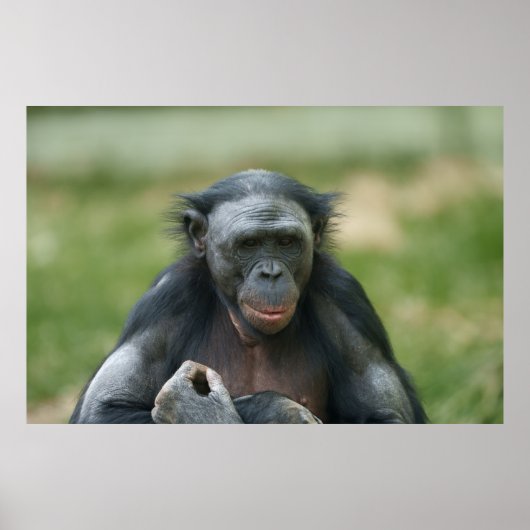 Der Blick des Bonobo Poster (Vorne)