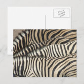 Der Blick über Burchells Zebra Postkarte (Vorne/Hinten)