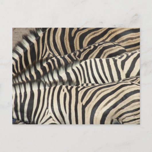 Der Blick über Burchells Zebra Postkarte (Vorderseite)