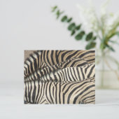 Der Blick über Burchells Zebra Postkarte (Stehend Vorderseite)