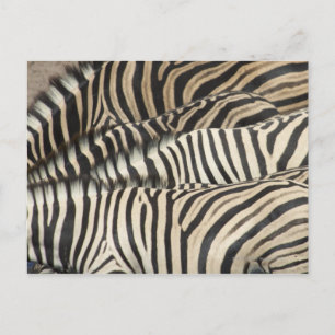 Der Blick über Burchells Zebra Postkarte