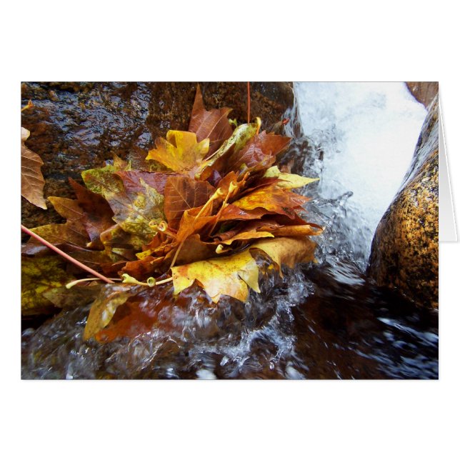 Der Blumenstrauß der Natur (Vorderseite (Horizontal))