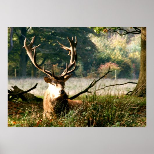 Der Boss Poster (Vorne)