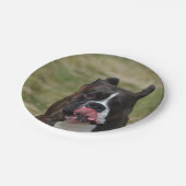 Der Boxer-Hund, der seins leckt, hackt Pappteller (Schrägansicht)