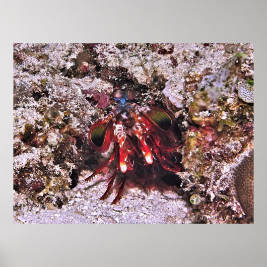 Der Boxer Poster (Vorne)