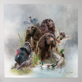 Der Boykin Spaniel Poster (Vorne)