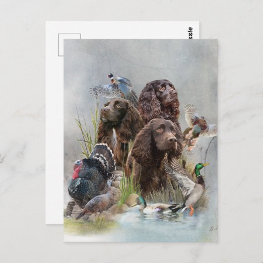 Der Boykin Spaniel Postkarte (Vorne/Hinten)