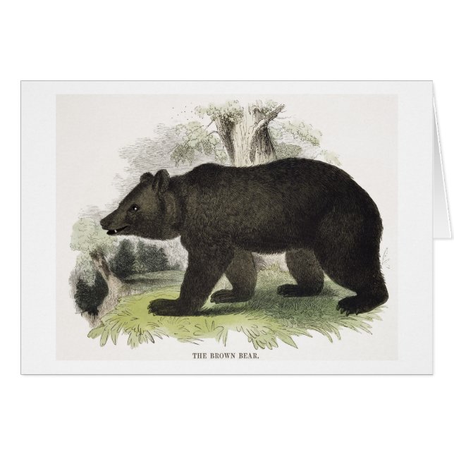 Der Braunbär, pädagogische Illustrations-Kneipe. (Vorderseite (Horizontal))