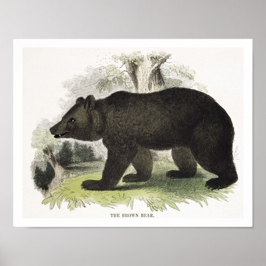Der braune Bär, pädagogische Illustrationsstube Poster (Vorne)