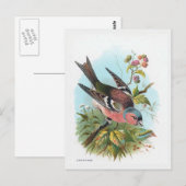 Der Buchfink Postkarte (Vorne/Hinten)