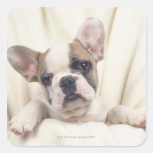 Der Bulldog, der oft als der englische Bulldog bez Quadratischer Aufkleber