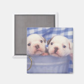 Der Bulldog, der oft als englischer Bulldog bezeic Magnet (Vorderseite/Rückseite)