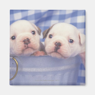 Der Bulldog, der oft als englischer Bulldog bezeic Magnet