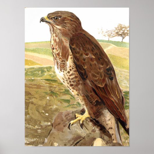 Der Buzzard Poster (Vorne)