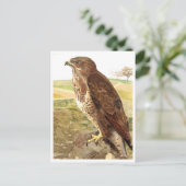 Der Buzzard Postkarte (Stehend Vorderseite)