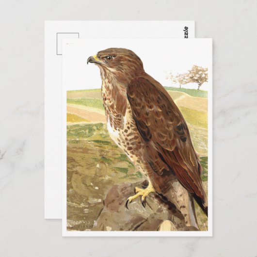 Der Buzzard Postkarte (Vorne/Hinten)