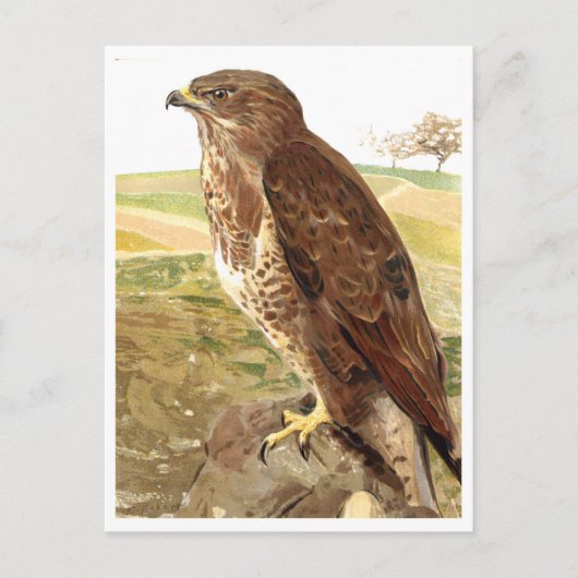 Der Buzzard Postkarte (Vorderseite)