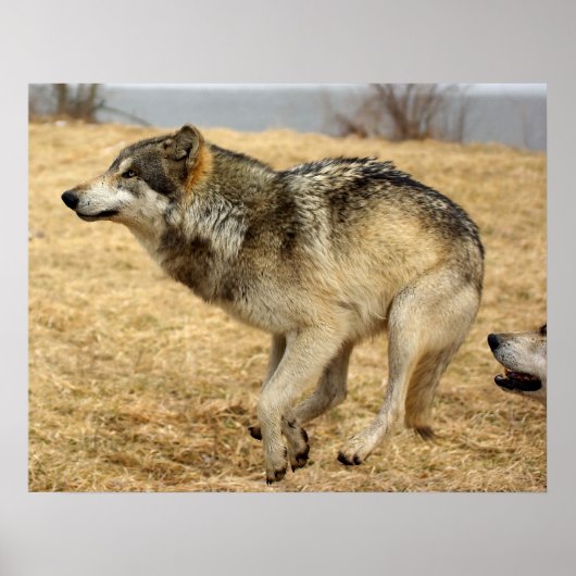 Der Cartoon Wolf schoss Poster (Vorne)