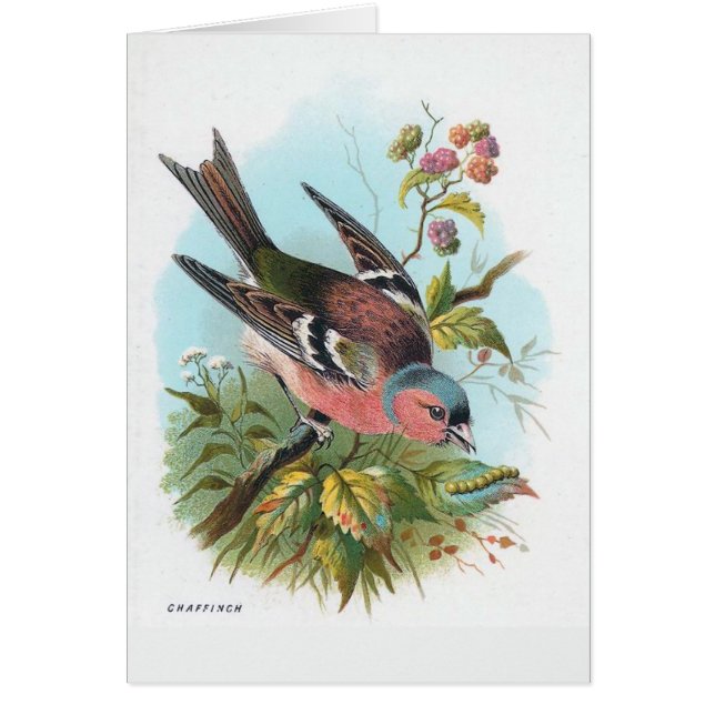 Der Chaffinch (Vorne)