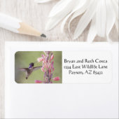 Der charmante Hummingbird an der Costa (Insitu)