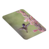 Der charmante Hummingbird an der Costa Magnet (Rechte Seite)