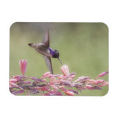Der charmante Hummingbird an der Costa Magnet (Horizontal)