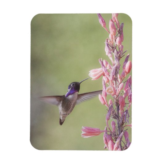 Der charmante Hummingbird an der Costa Magnet (Vertikal)
