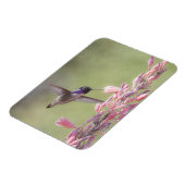 Der charmante Hummingbird an der Costa Magnet (Linke Seite)