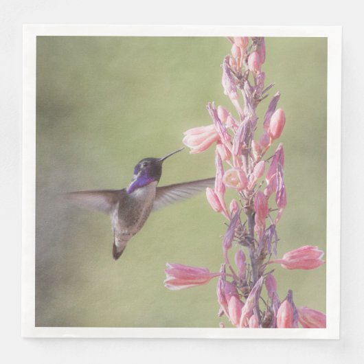 Der charmante Hummingbird an der Costa Serviette (Vorderseite)