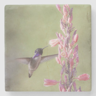 Der charmante Hummingbird an der Costa Steinuntersetzer