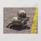 Der Cheater Postkarte (Vorderseite)