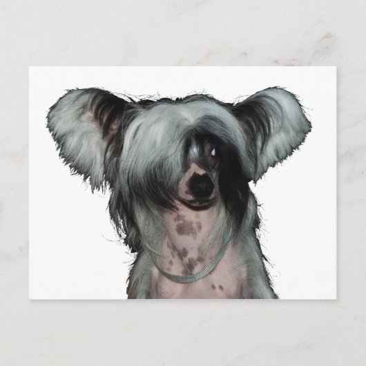 Der chinesische Hund mit Haube Postkarte (Vorderseite)