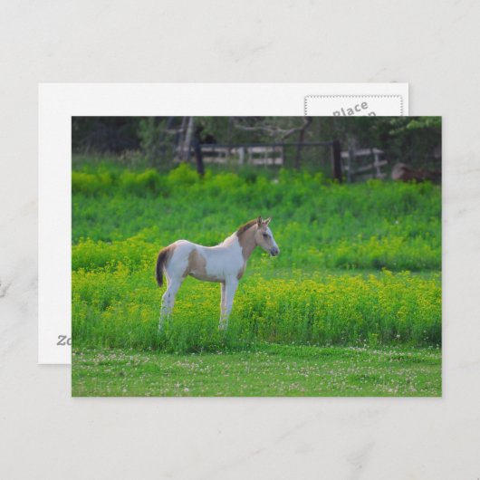 Der Colt Postkarte (Vorne/Hinten)