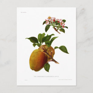 Der Cornish Gilliflower Apfel Postkarte