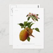 Der Cornish Gilliflower Apple Postkarte (Vorne/Hinten)