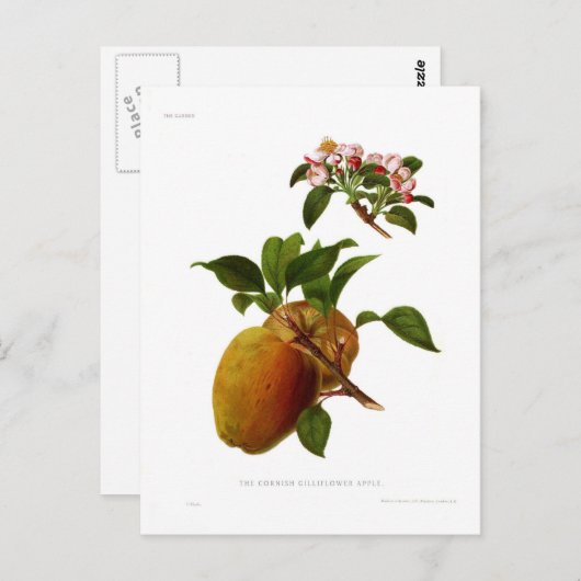 Der Cornish Gilliflower Apple Postkarte (Vorne/Hinten)