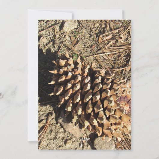 Der Coulter Pinecone Feiertagskarte (Rückseite)
