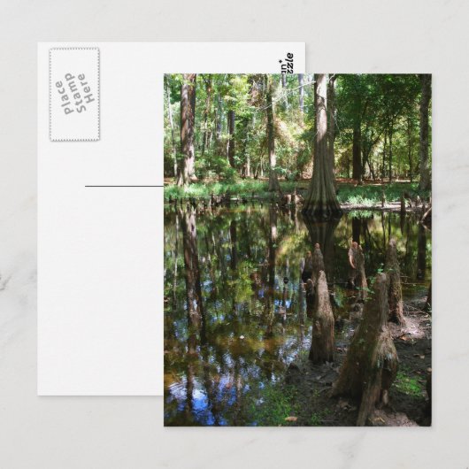 Der Cypress-Bog Postkarte (Vorne/Hinten)