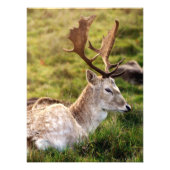Der Damhirsch vom Glen Fotodruck (Vorne)