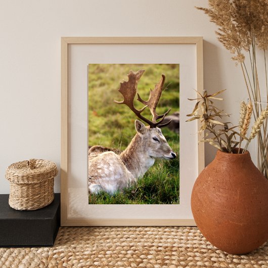 Der Damhirsch vom Glen Fotodruck