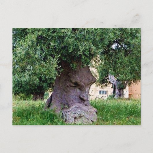 Der Denkbaum in Pugia Postkarte (Vorderseite)